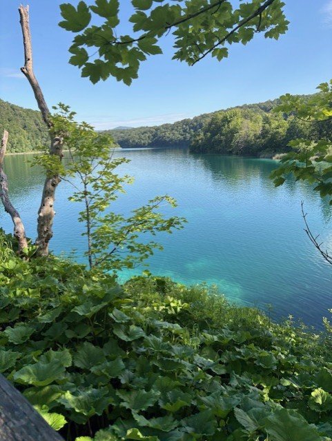 Un grand lac turquoise entouré de forêts, vu entre les branches